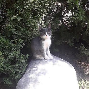 отдам даром котенка бишкек: 3 месяца, Мальчик, Приучена к лотку — 2