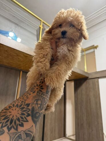 İtlər: 4 ay, Dişi, Peyvəndli, Ünvandan götürmə — 12