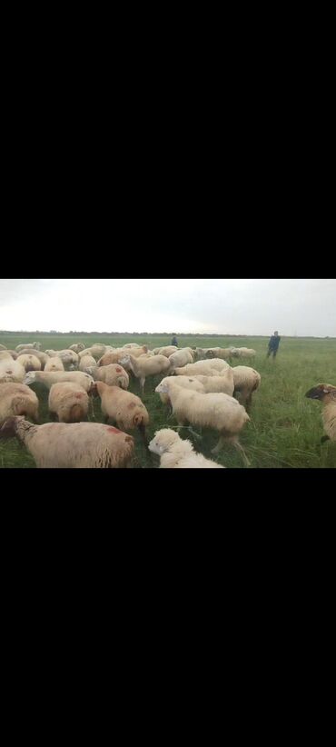 Qoyunlar, qoçlar: Dişi, il: 1, 50 kq, Damazlıq, Ünvandan götürmə — 6