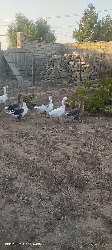 Qazlar: Qaz sürüsü – yerli - Növ: ev qazı, yerli qarışıq cinslər - Rənglər — 8