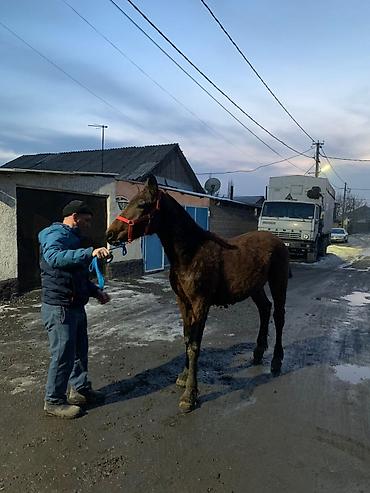 Лошади, кони: Продаю | Жеребенок | Рабочий — 12