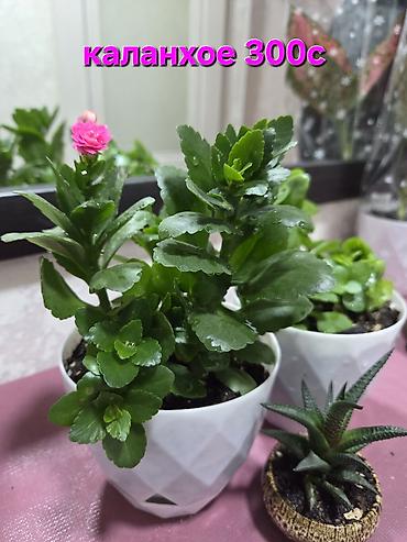 Декабристы: Зигокактус (рождественник, шлюмбергера) штамбовой формы в горшке. - — 28