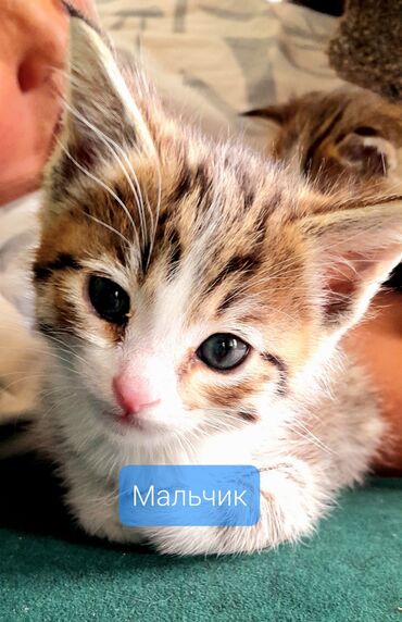 Кошки: Кошка даром: Беспородная, 1 месяц, Мальчик, Приучена к лотку at lalafo.kg Кошки: Кошка даром: Беспородная, 1 месяц, Мальчик, Приучена к лотку