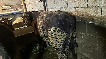 Коровы, быки: Продаю | Бык (самец) | Полукровка | На откорм | Привязанные — 4