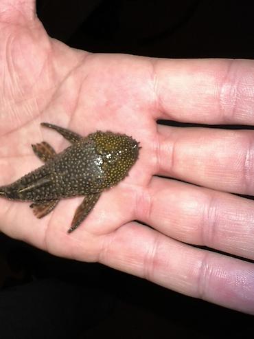 Akvarium aksesuar və ləvazimatları: Akvarium balığı – Hypostomus plecostomus (bristlenose/“sucker” tipli — 8