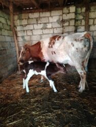 İtlər: Dana, buzov, Dişi, ay: 1