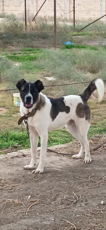 отдам котят в добрые руки: Гурдбасар, 1 год, Самец, С прививками, Доставка в районы at lalafo.az отдам котят в добрые руки: Гурдбасар, 1 год, Самец, С прививками, Доставка в районы