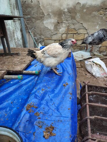 Toyuqlar: Toyuq, Adler, Ətlik — 9