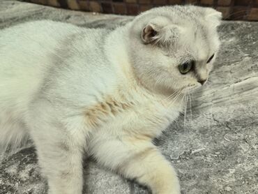 Pişiklər: Şotland yastı qulaq, Dişi, Yaxşı əllərə — 1