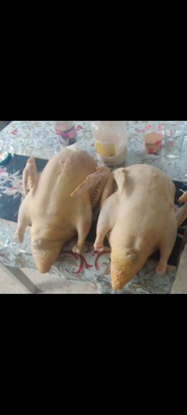 Ördəklər: Lal ördek balaları 1 ana 13 bala 3 heftelikdiler aqır çekili rengleri — 5