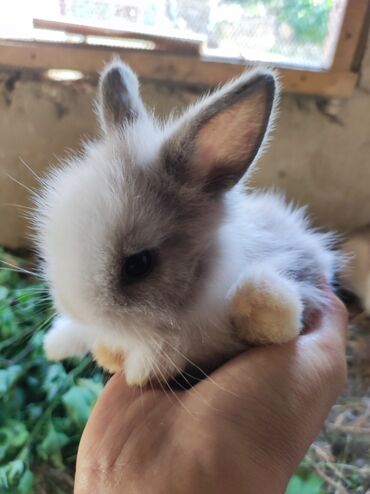 dekarativ heyvanlar: Karlik dovşanlar biri 10 manat. şəkildə olan böyük ölçü ana dovşandı