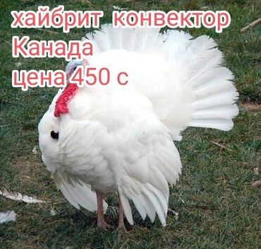 продаю квочку: Продаю | Инкубационные яйца, Индюшата | Бройлерная | На забой, Для разведения | Племенные