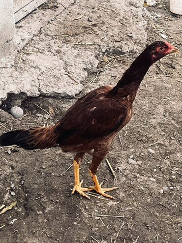 Toyuqlar: Toyuq, Damazlıq — 9