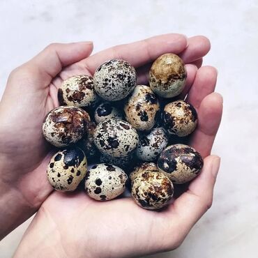 Zdrava hrana: U stalnoj ponudi uvek sveža i lekovita jaja japanskih prepelica. Cena — 16