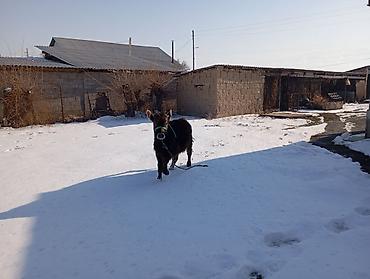 Коровы, быки: Продаю | Тёлка | Для разведения | Привязанные — 11