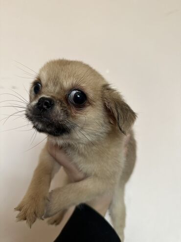 İtlər: Miniatür balaca it balaları - Cins: kiçik ölçülü dekorativ — 4