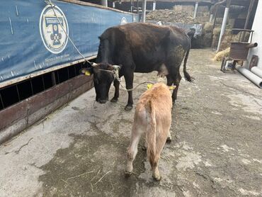 Коровы, быки: Продаю | Корова (самка) | Для разведения | После отела — 6