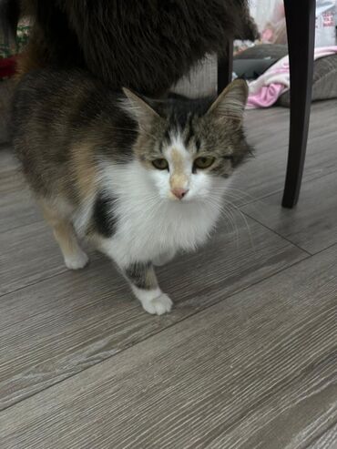 сиамская кошка: Пушистая, трёхцветная кошка 🐱 
Отдаём в хорошие добрые руки 😇