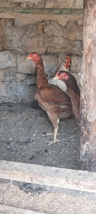 heyratı fərəsi: Toyuq, Damazlıq, Ünvandan götürmə