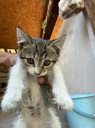 кошка белый: Кошка даром: Беспородная, 1 месяц, Мальчик, Приучена к лотку — 1