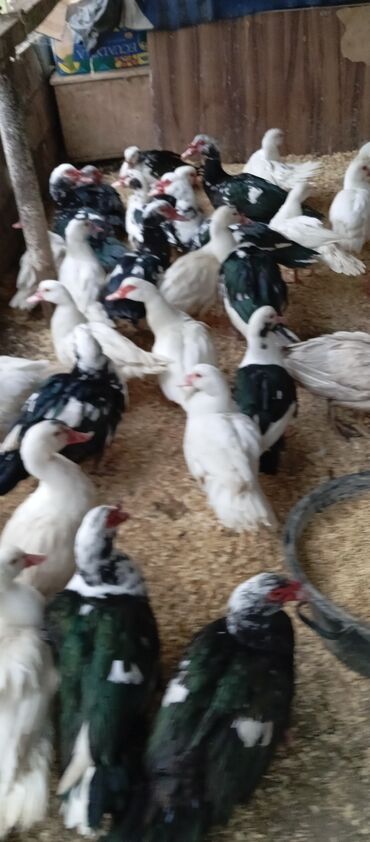 Ördəklər: Təcili satılır.Real alıcılar əlaqə saxlaya bilər — 25