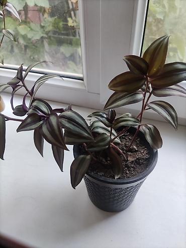 комнатный плющ: Традесканция Зебрина (Tradescantia zebrina) - Укоренённое комнатное — 1