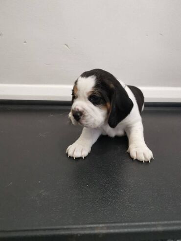 Άλλα: Cute Beagle puppies available Very friendly, outgoing puppies. Vet