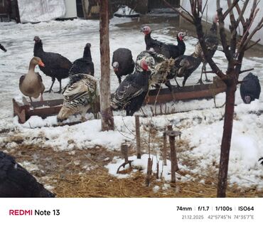 Индюки: Продаю | Индюшка (самка) | Для разведения | Племенные — 9