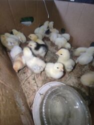 İtlər: Toyuq cücələri, Damazlıq, Ünvandan götürmə, Ödənişli çatdırılma