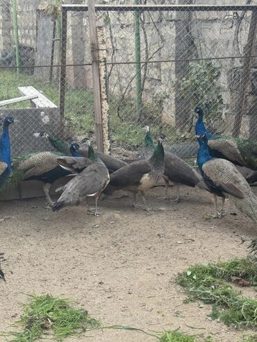самюн ван в таджикистане: Tovuz quşları Dişi 550 manat Erkək 840 manat Əlavə məlumat üçün əlaqə