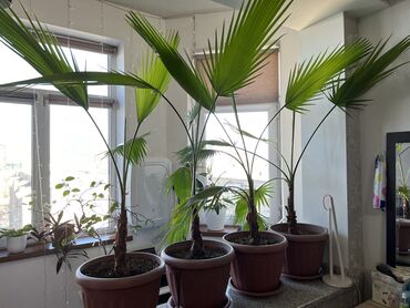 растение тропическая пальма: Пальма «Вашингтония» высота 1,4м. Осталось 3шт. 7-ми летние, в больших