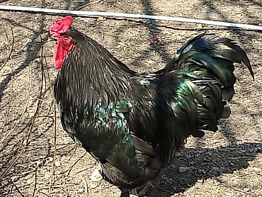 Птицы: Продаю Петушков — 9