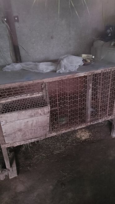 Товары и оборудование для с/х животных: В Панфиловском районе г.Каинда Продаются клетки для утят и цыплят и