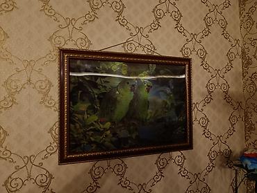 3D Stereo Çərçivəli Tablo, Panno 40x55 Çox maraqlı və gözəl dizayna lalafo.az -da 3D Stereo Çərçivəli Tablo, Panno 40x55 Çox maraqlı və gözəl dizayna