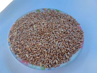 кукуруза цена за 1 кг бишкек: Продаю тритикале на корм