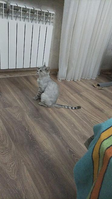 пишик: Шотландская, Самка, В добрые руки — 3