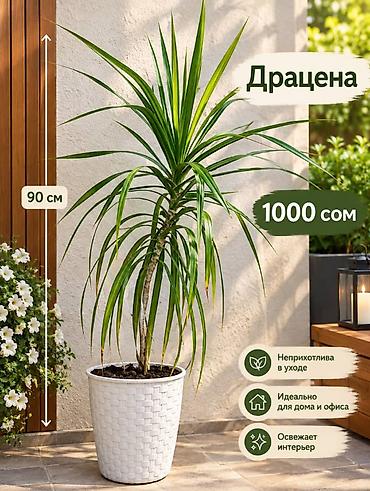 Драцена в горшке Варианты: - Высота 90 см — 700 сом - Высота 90 см —