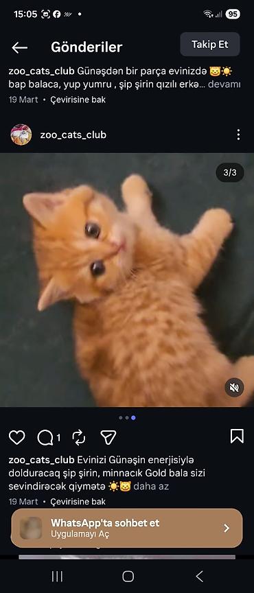 Pişiklər: Şotland — 5