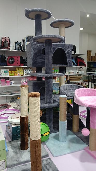 Pişiklər: Erkək, Pulsuz çatdırılma — 23