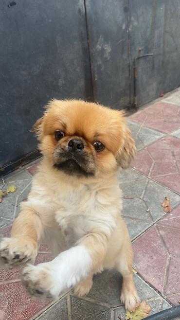 cütləşdirmə: Erkək təmiz pekinesdir tam sağlamdır cütləşdirməyə təmiz dişi pekines — 3