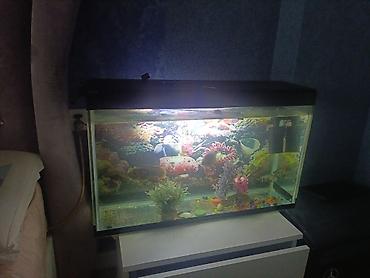 продажа аквариумных рыбок: Salam. Akvarium satılır. 0.75x0.45x0.25. Balıqlar, şüşə təmizləyən — 4