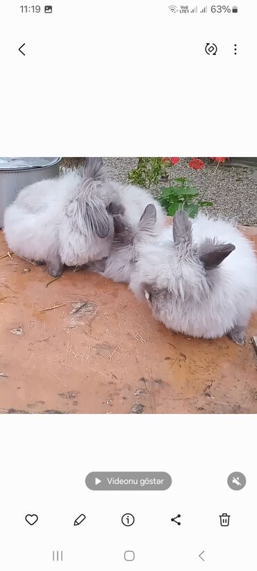 Dovşanlar: Angora tipli tüklü dovşanlar bala 8 manat - Növ: Uzun tüklü (Angora — 5