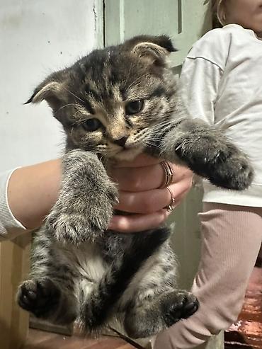 Котята шотландские,веслоухие.Мальчик и 2 девочки.Девочка веслоухая at lalafo.kg Котята шотландские,веслоухие.Мальчик и 2 девочки.Девочка веслоухая