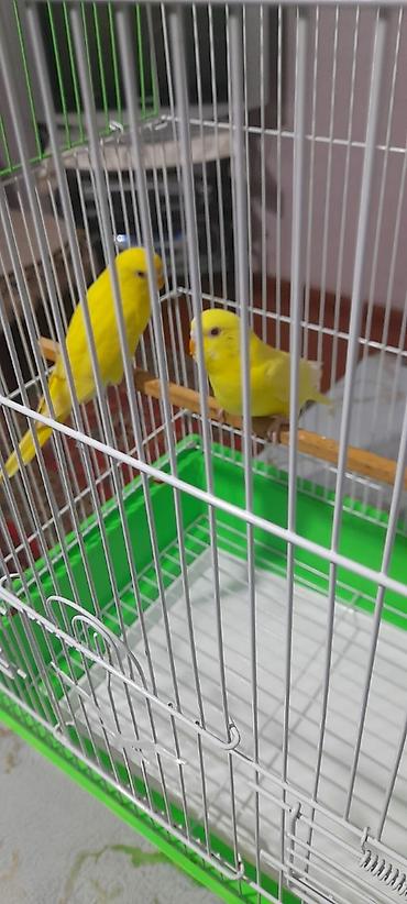 Digər quşlar: 2 aylıg qırmızı göz ələ öyrəşmiş quşdu
sumqayit — 7