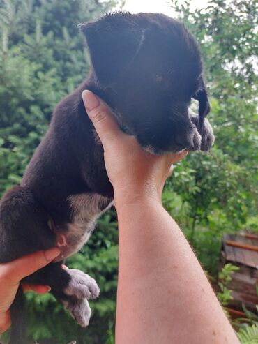 охотничий собака дратхар: Продаются отличные охотничьи щенки. Метис дратхар с лайкой.Родители