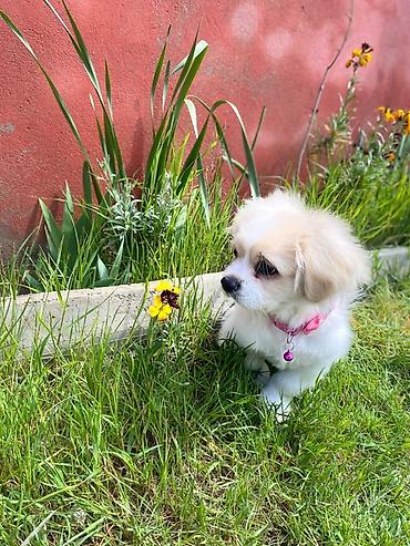 Pekines, 5 ay, Erkək