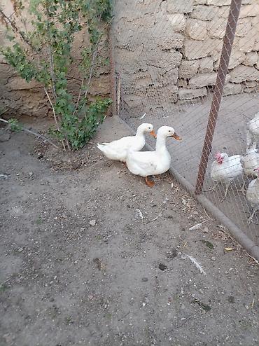 qus sesleri: Salam xoruz və ördək lər satılır hamısı 60 manatdır xoruz 8 ay — 6