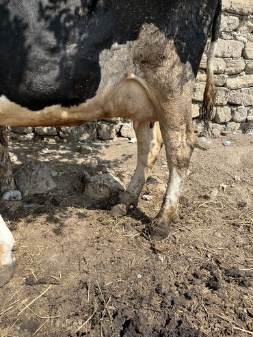 mal bazari: Dişi, il: 2, Südlük, Ünvandan götürmə