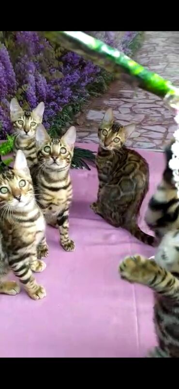 Продажа кошек: Бенгальские котята Проф.Питомник Бен Гла Мур предлагает.чудесных — 29