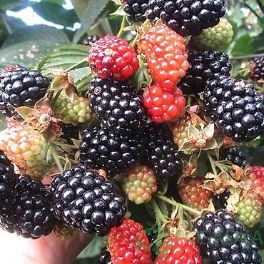 Ежевика: Продаются саженцы ежемалины. Сорт " Торнфри"(Tornfree), без шипов — 3